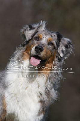 Australian Shepherd 30735.JPG