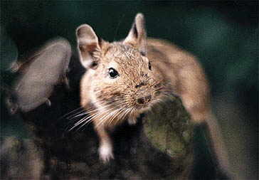 osmak_degu.jpg
