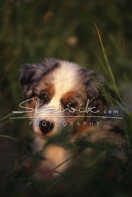 Australian Shepherd Welpe štěně 1.JPG