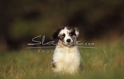 Australian Shepherd Welpe štěně 2.JPG