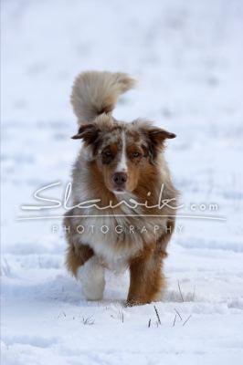 Australien Shepherd Schnee 10728.JPG