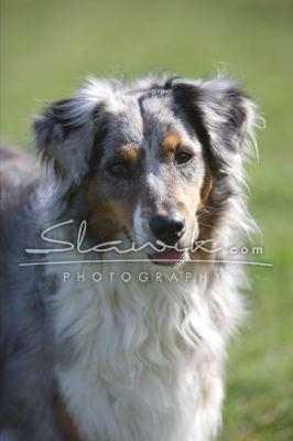 Australian Shepherd 30745.JPG