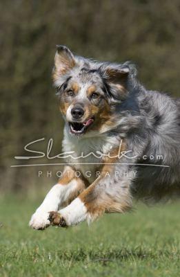 Australian Shepherd 30779.JPG