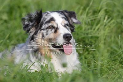 Australian Shepherd Tracy 8072.JPG